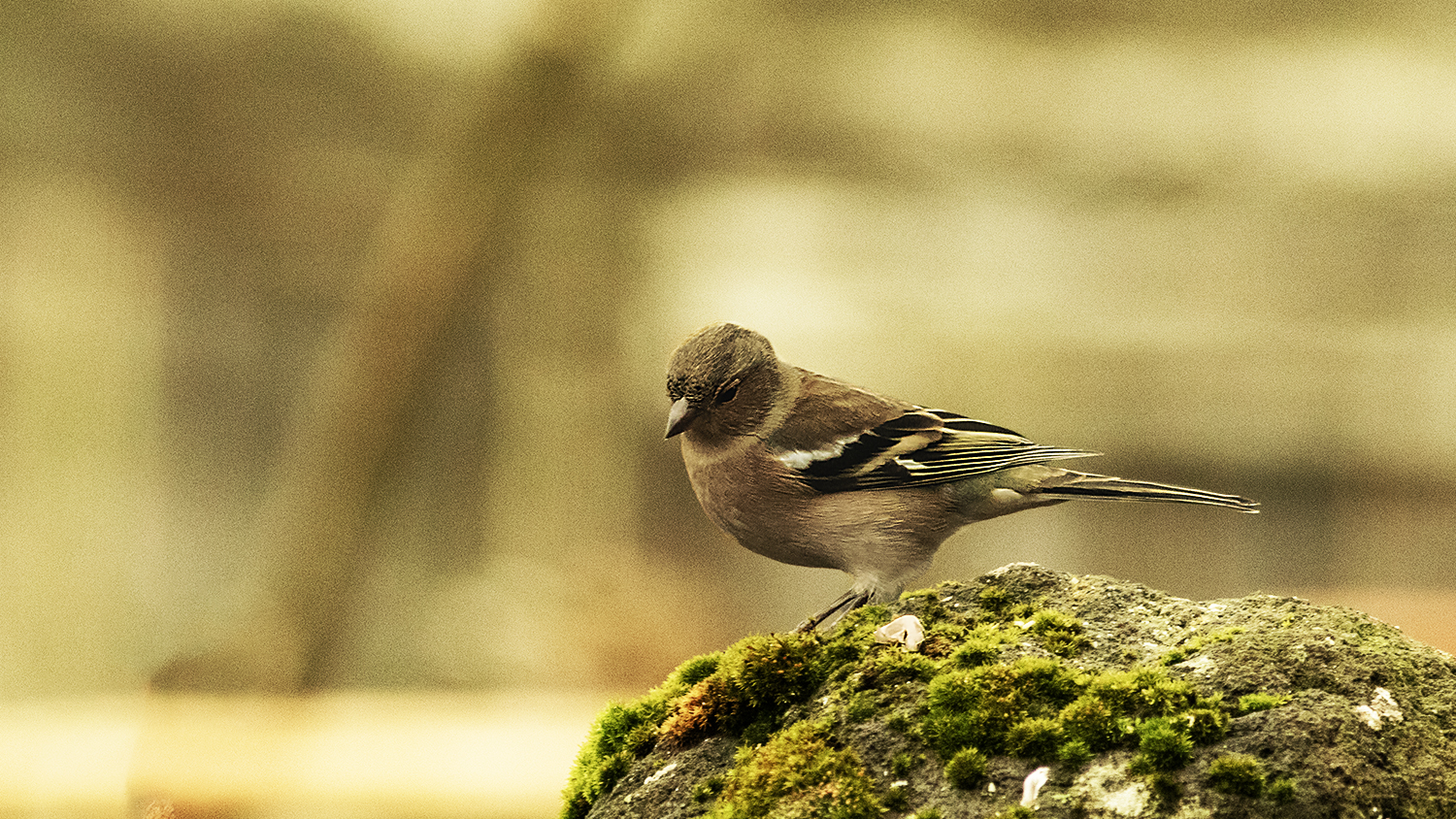 Common Chaffinch
